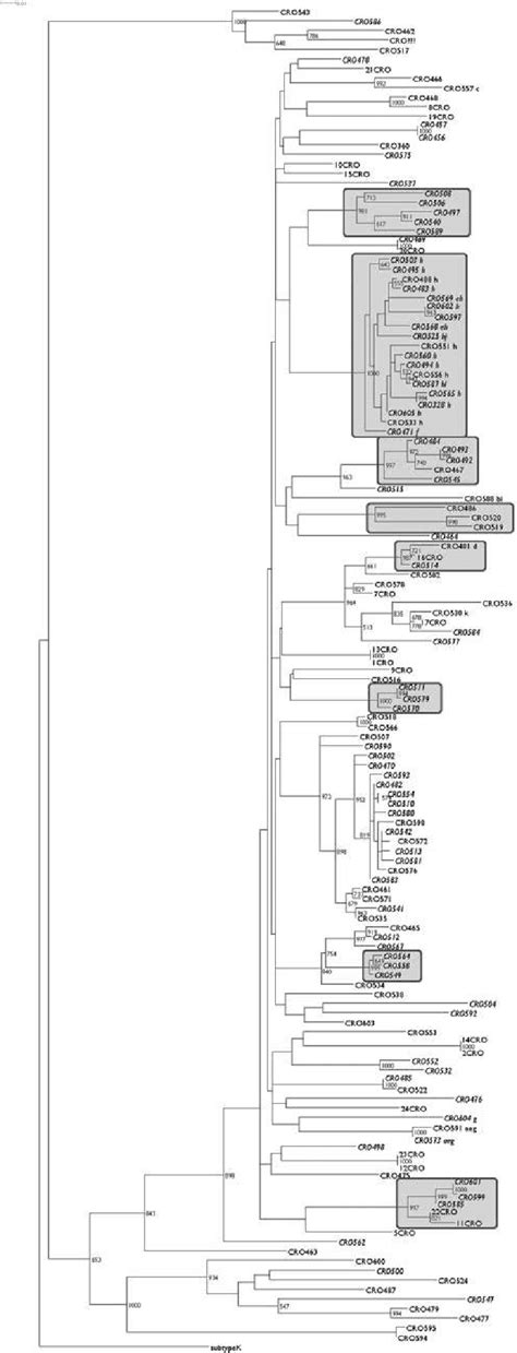 Maximum Likelihood Phylogenetic Tree Representing Hiv 1 Pol Sequences