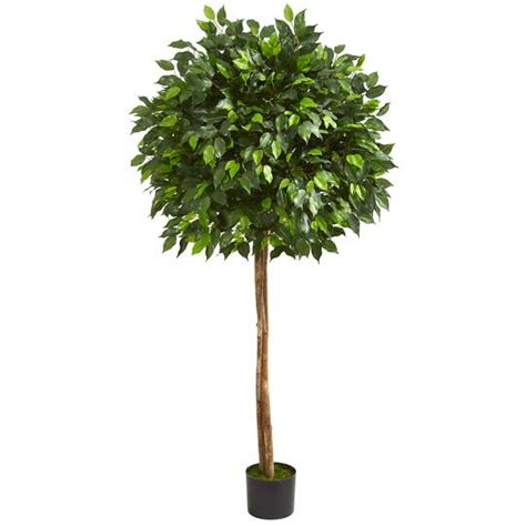 55ft Potted Ficus Tree Trees And Floor Plants Michaels