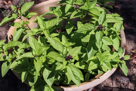 Thai basil plants: planting, harvesting & uses - Plantura