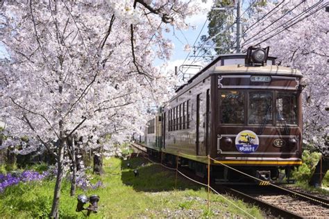 嵐電桜のトンネルは2020年〜しばらくライトアップ休止です 鉄道旅のガイド