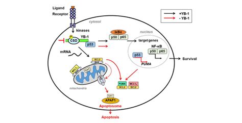 Cancers Special Issue Close Links Between Cold Shock Proteins And