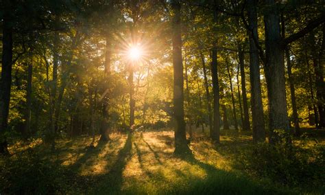 Sun Bursting Through The Trees Redgate Park Went For Th Flickr