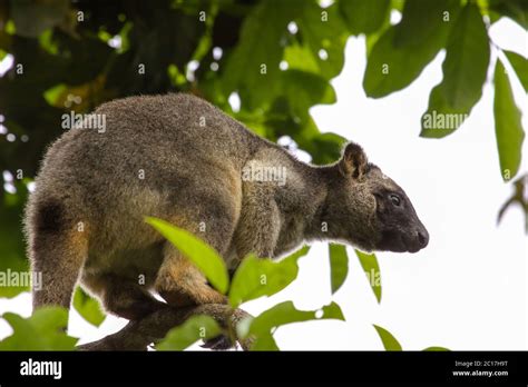 Very Rare Lumholtz Tree Kangaroo Sitting On A Branch In The Rainforest