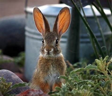 LessMess™ | Blog | How To Fend Off Natural Garden Predators: