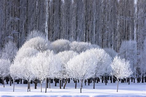 Fondos De Pantalla Paisaje Bosque Nieve Invierno Rama Hielo