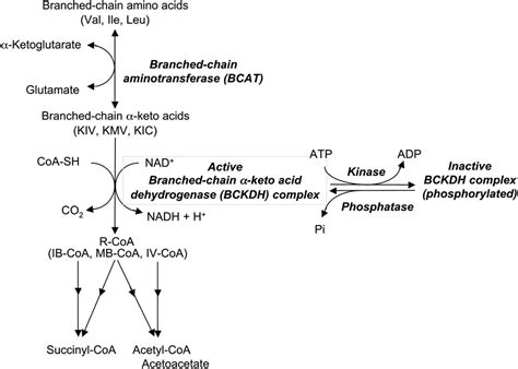 Branched Chain Amino Acid Catabolism In Exercise And Liver Disease1 3