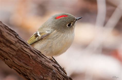 Ruby-crowned kinglet - song / call / voice / sound.