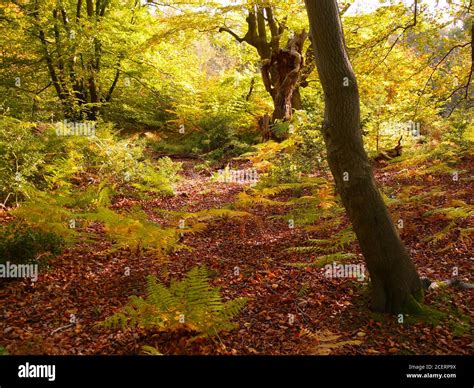 Burnham Beeches Burnham Buckinghamshire Uk Stock Photo Alamy