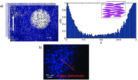 A Optical Image Of Myoblast C C Alignment On Planar Homogenous