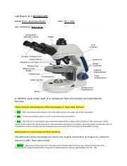 Lab Report Microscopy Docx Lab Report Microscopy Name Flores