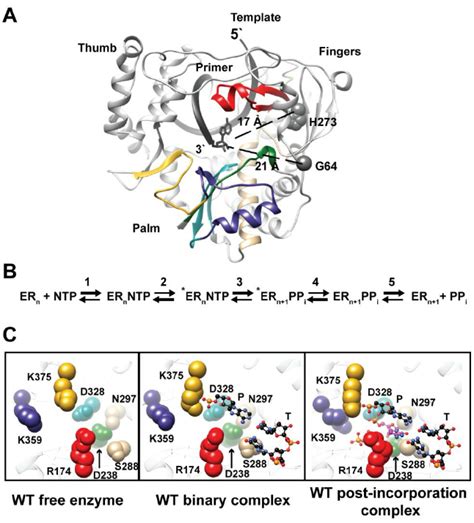 Nucleotide addition by PV RdRp. ( A ) PV RdRp is a prototypical RdRp ...