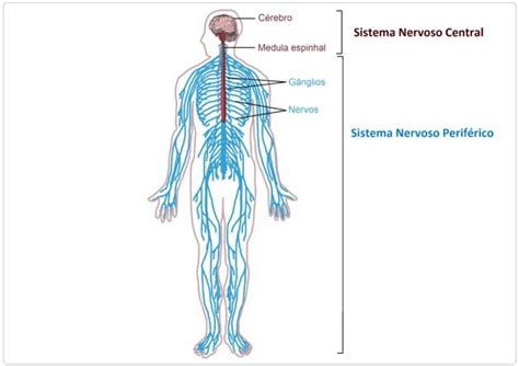 Sistema Nervoso Periférico Resumo Função E Divisões Toda Matéria