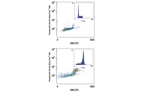 Phospho Bcl 2 Ser70 5h2 Rabbit Mab Alexa Fluor® 488 Conjugate