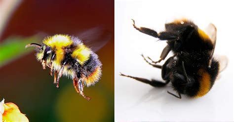 Bumblebees Have Officially Been Listed As Endangered