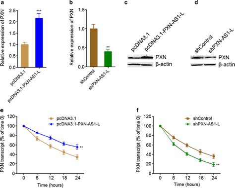 Pxn As1 L Up Regulated Pxn Expression A Pxn Mrna Levels In Pxn As1 L