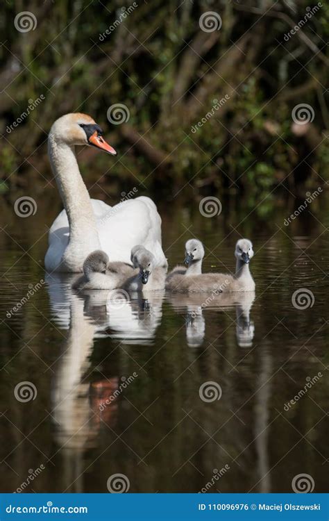 Cisne Mudo Cisnes Olor Del Cygnus Foto De Archivo Imagen De