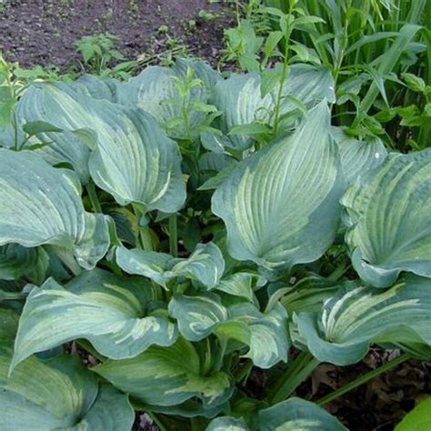 хоста ГАРДИАН ЭНЖЕЛ (Hosta Guardian Angel) – PIONESSA