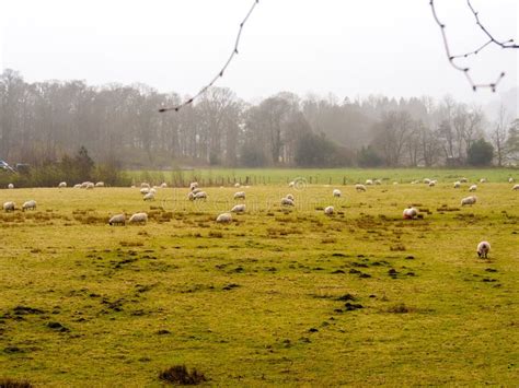 Sheep farm in Scotland stock photo. Image of background - 56831274