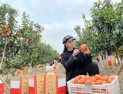 武鸣沃柑 果园基地武鸣沃柑种植基地广西心鲜在果业有限公司