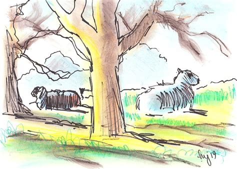 Sheep Lying Down Under Trees Morning Sun Drawing By Mike Jory Pixels