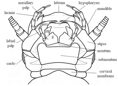 Full Praying Mantis Anatomy Diagram - Wiring Diagram Pictures News