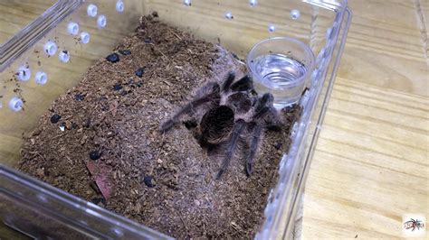 Tarantula Feeding 06 - YouTube