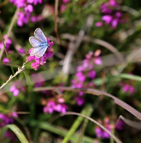 Saving species: chapter 1 - Back From The Brink