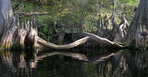 Apalachicola National Forest, Florida | Roadtrippers