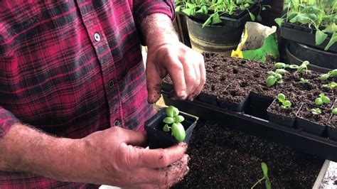 Transplanting Basil Seedlings Youtube