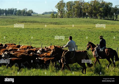 URUGUAY agricultura y ganadería Gauchos con caballos y vacas en los