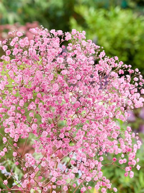 buy gypsophila bare root plants babys breath