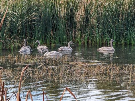 Trumpeter swans return to natural habitat after assist from Humane ...