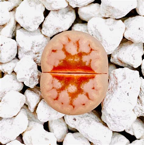10 Seeds Limited Rare Lithops Julii C183 Hot Lips Lithops Julii Hot Lips Seeds Exotic Living