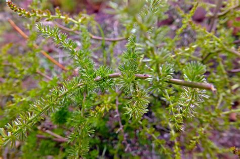 Asparagus Acutifolius Asparagaceae