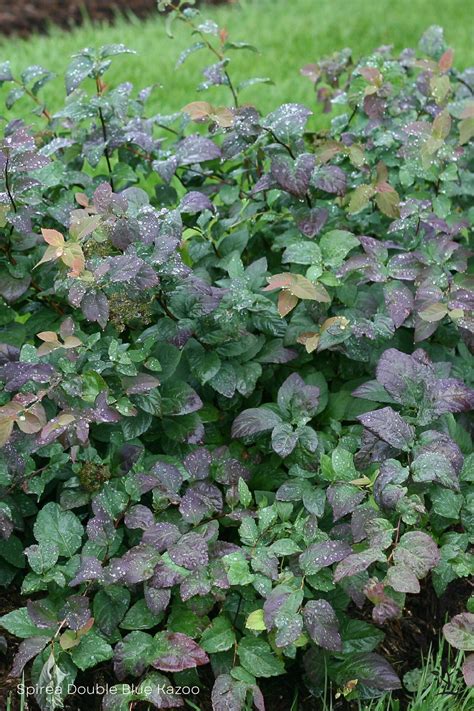 Spirea - Saskatoon Landscape Store