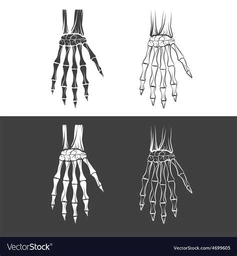 Set skeleton hands Royalty Free Vector Image - VectorStock