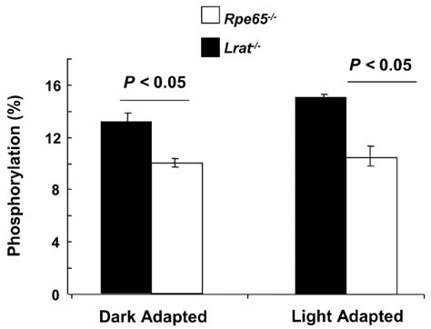 Opsin Phosphorylation Levels In Lrat And Rpe Mice Retinae