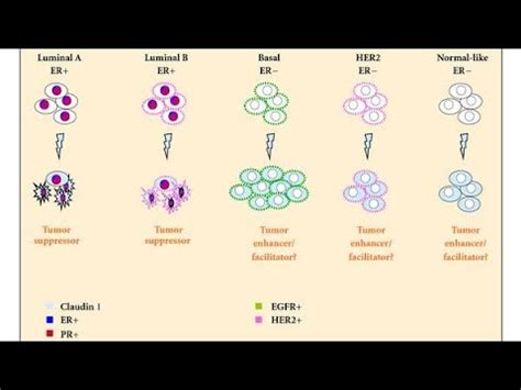 Luminal A B Her Neu Enriched Basal Categories Of Breast Cancer