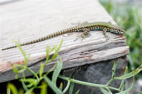 Small Green Lizard On A Park Bench Stock Image Image Of Wood Macro