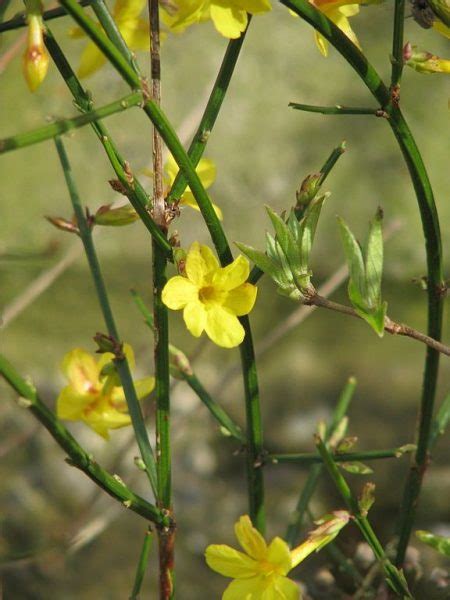 Winter Jasmine Jasminum Nudiflorum Growing Guides