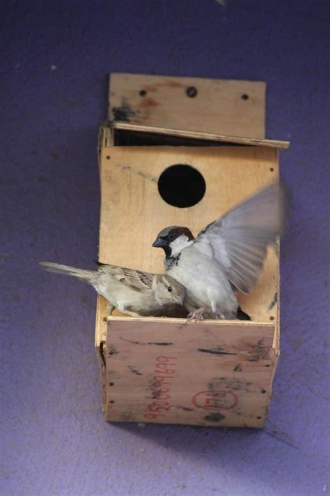 Chennai Professor Creates 2 Sanctuaries, Over 1000 Safe Nesting Spaces For Sparrows