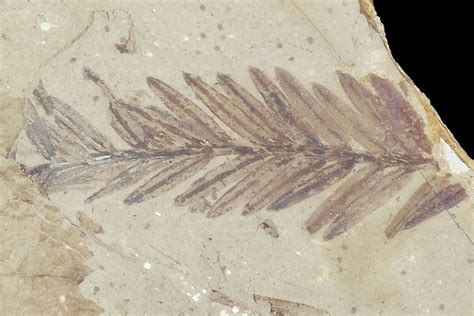 Oregon State Fossil - Dawn Redwood (Metasequoia) - FossilEra.com