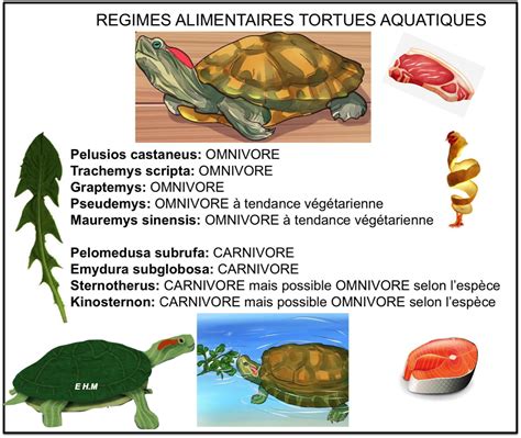 Alimentation Tortues aquatiques et leurs régimes alimentaires