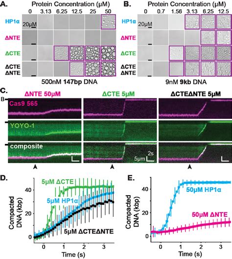 The disordered extensions of HP1α regulate DNA compaction and