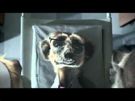 Compare the Meerkat - Advert 19 - YouTube | Meerkat, Compare credit cards, Sick