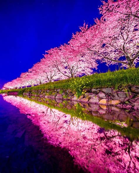 Cherry blossoms in Fukuoka, Japan : MostBeautiful