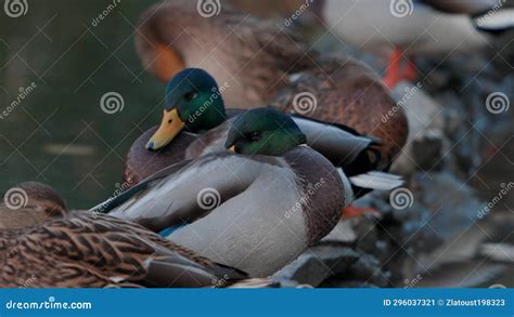 Los Patos Duermen Limpian Sus Plumas Comen Algas Los Patos Se Reflejan