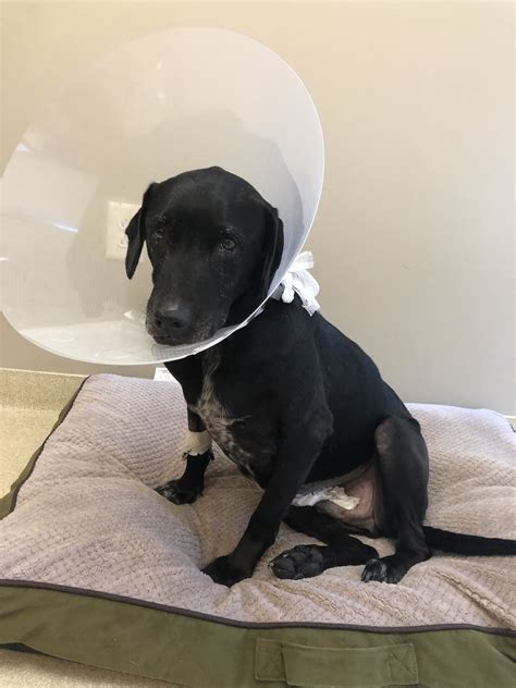 care charlotte animal referral & emergency charlotte nc 2
