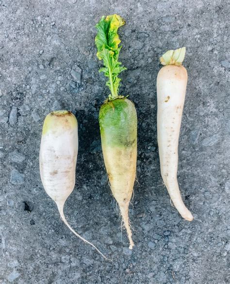 How To Grow Daikon Radish The Woks Of Life