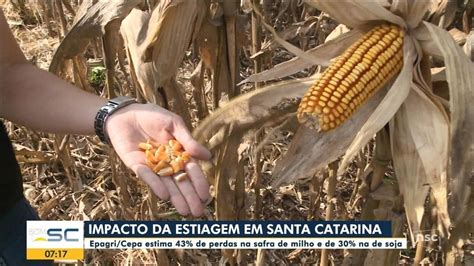 Cresce área de seca extrema em SC Epagri Cepa estima perdas na safra